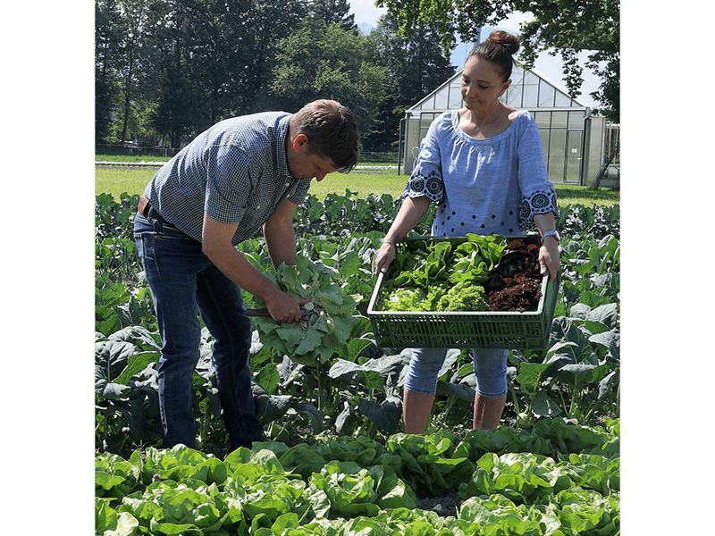 Gemüsebauer und -bäuerin in Salatfeld; Mann pflückt Salat, Frau hält Kiste mit bunten Salatköpfen