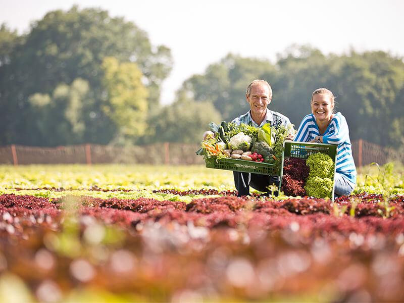 Gemüsebauern/Gärtner in Salatfeld mit Gemüsekisten