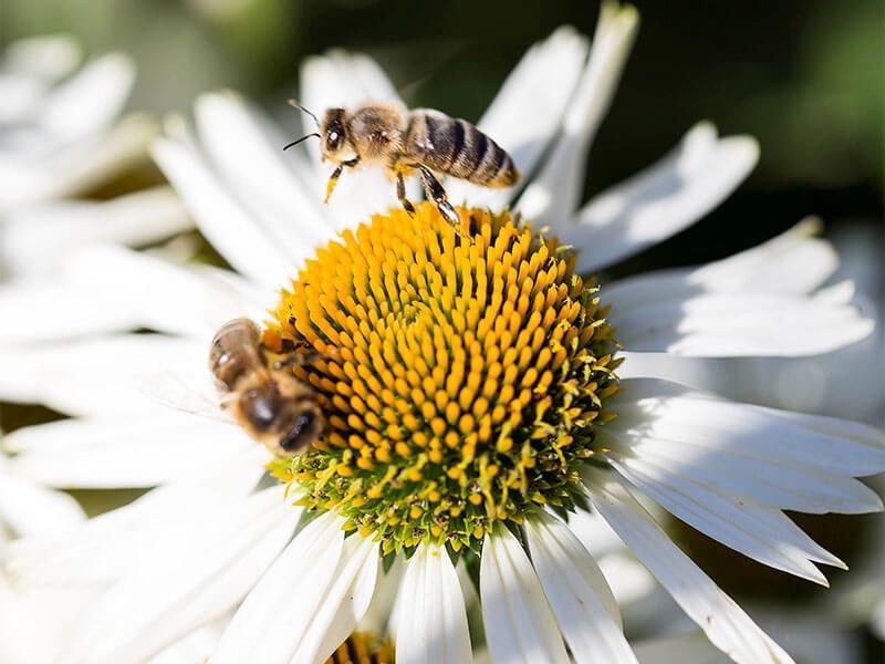 Sonnenhut mit Bienen