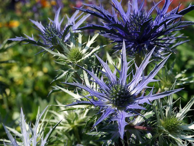 Alpenmannstreu, Eryngium x zabelii